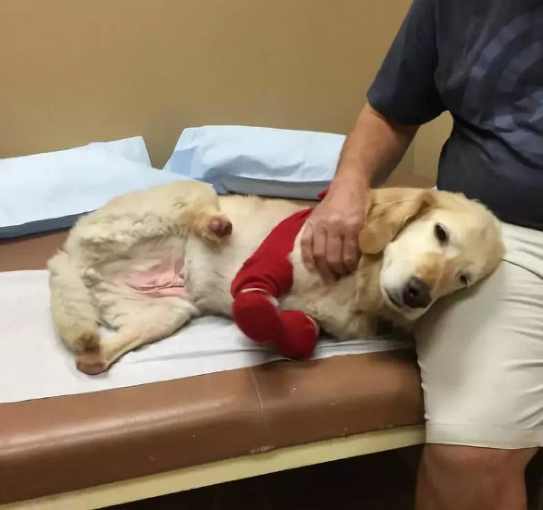 金毛生前曾遭铁丝捆绑倒挂遭截肢,但它乐观向上的精神却一直影响