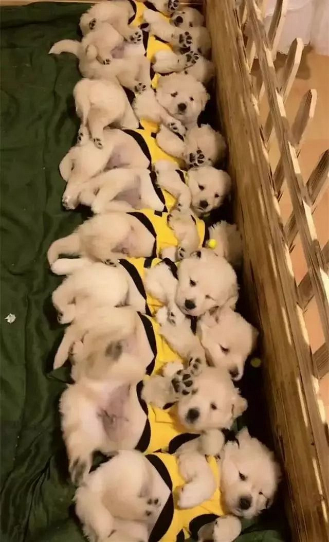 小奶狗排排躺睡正香,主人喊了声起床,场面瞬间混乱了