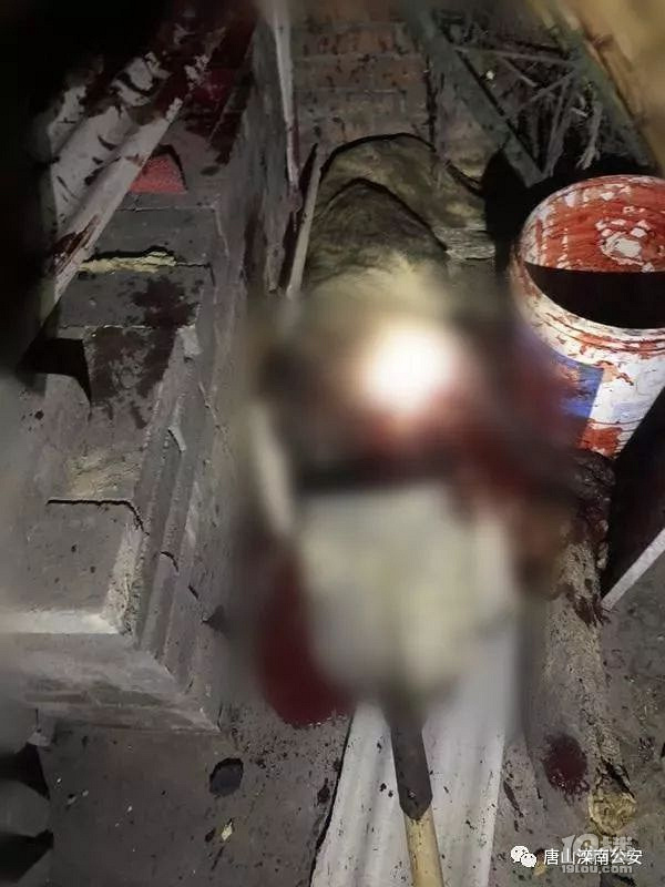 唐山兩只加納利犬突然“發(fā)瘋”將女主人咬死 警方將狗擊斃