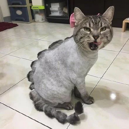 当猫咪发现美容美发后不能达到自己的预期时动作亮了