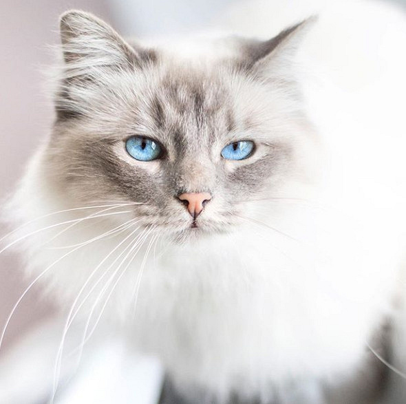 说好的高冷呢?这样的猫你确定是猫?