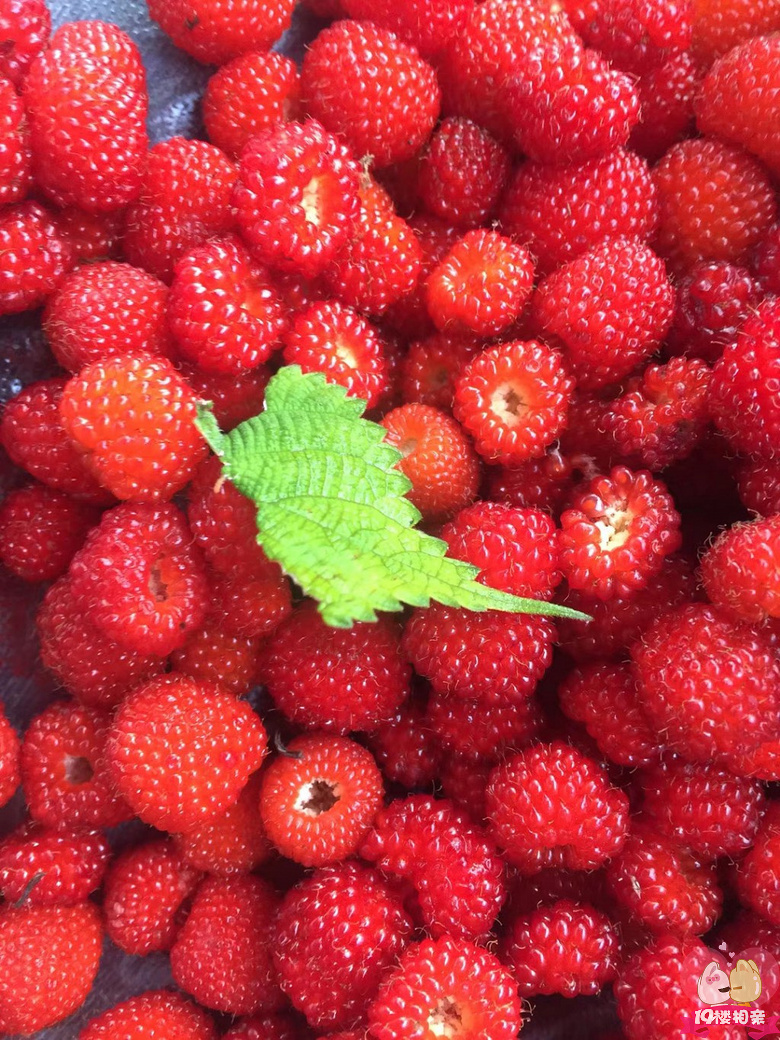 想吃苗,只是奶奶不在了,回家变得没有动力