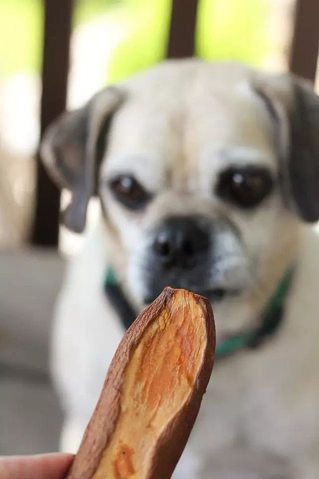 很多狗狗鲜粮有红薯,常见又便宜,它们对狗有什么好处?