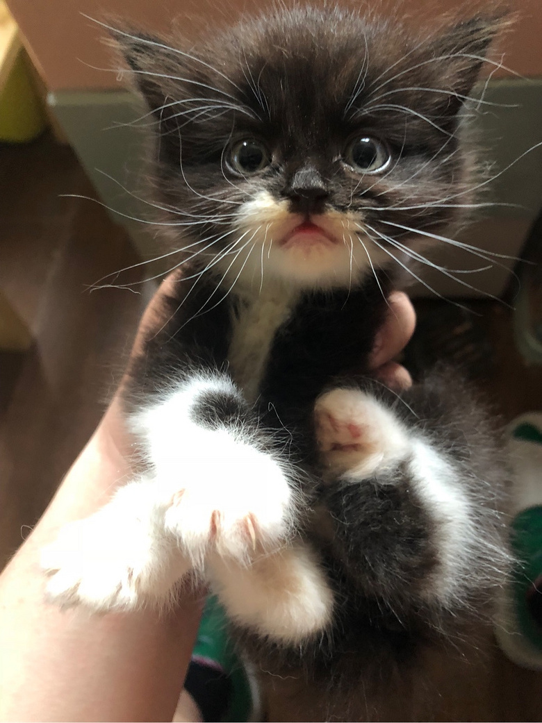 ��Ӣ��è��