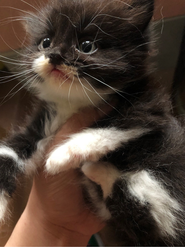 ��Ӣ��è��