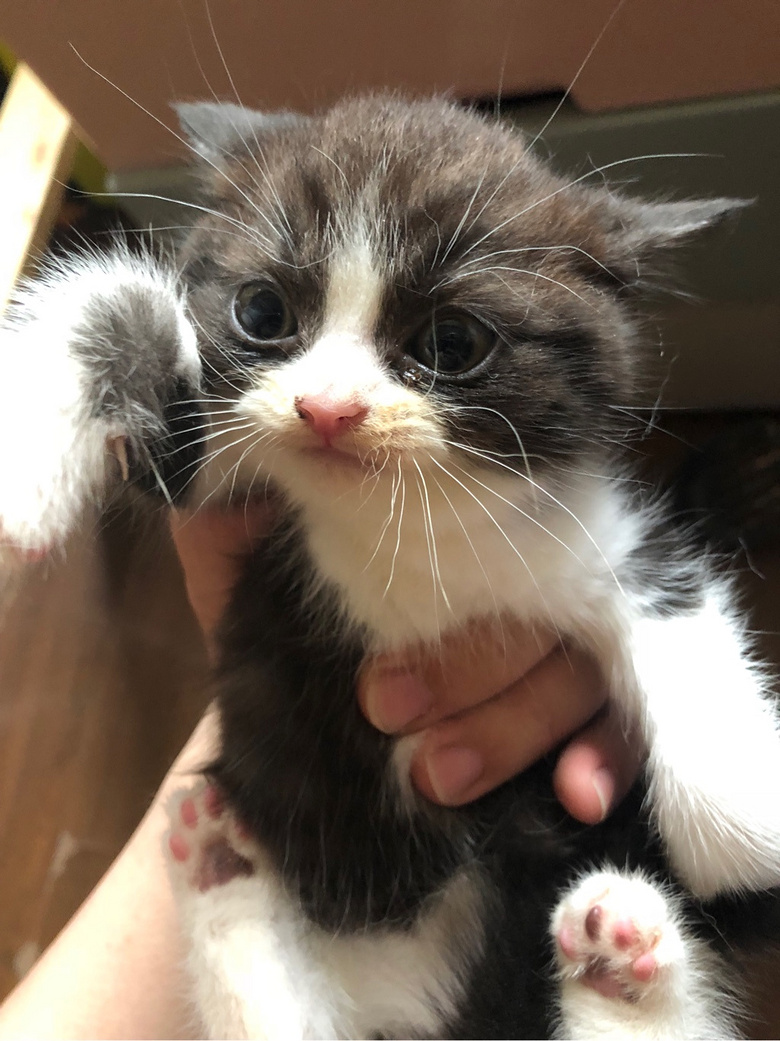 ��Ӣ��è��