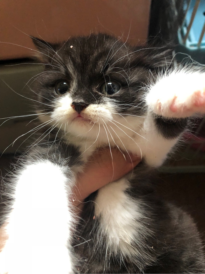 ��Ӣ��è��