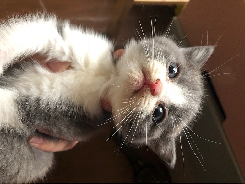 ��Ӣ��è��