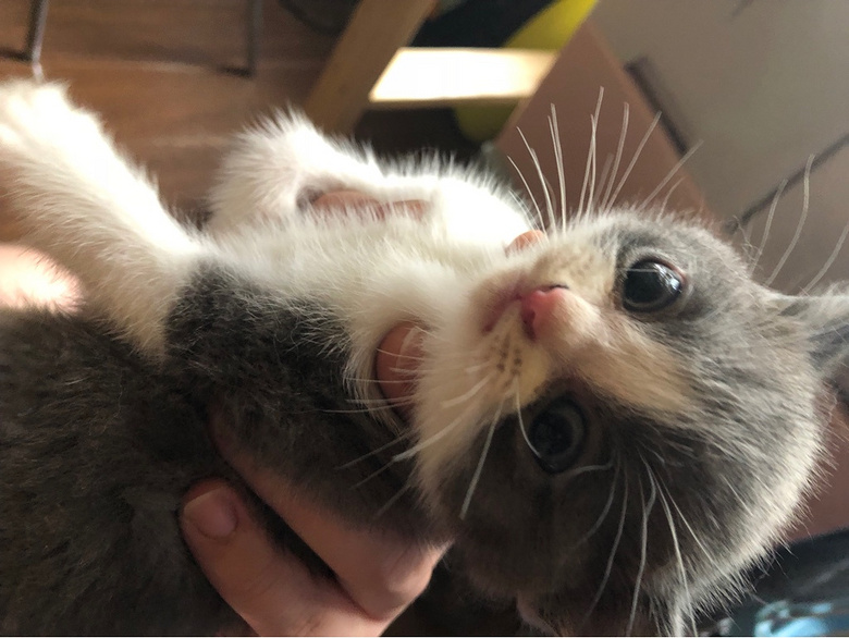 ��Ӣ��è��