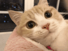 "养男人"不如养猫的8个理由!