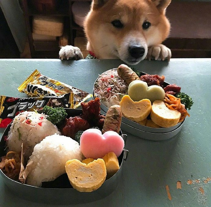 这只柴柴因为陪主人吃饭火了,网友:看到它就想多吃一碗饭!