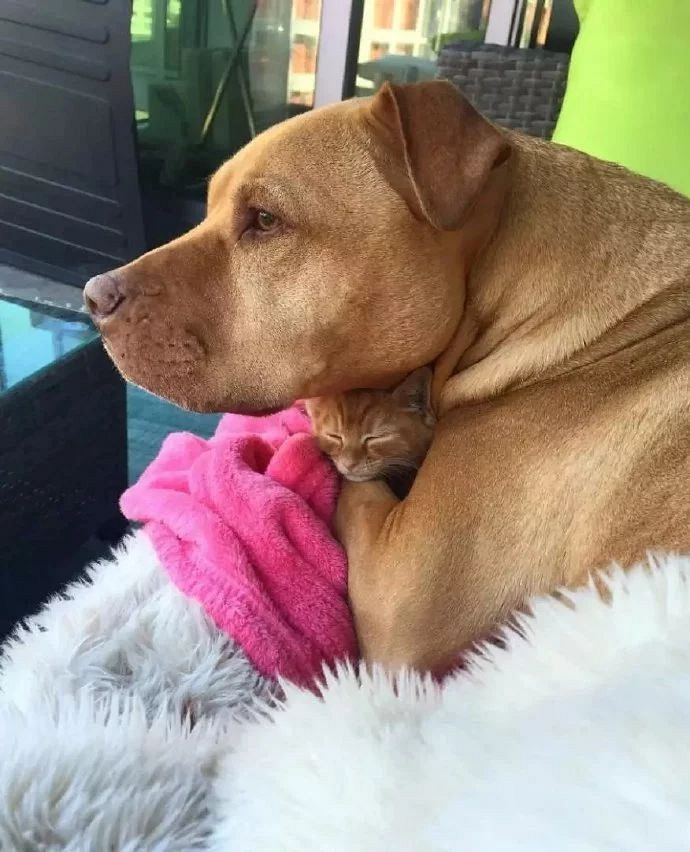 狗子臭显摆起爱情来,还真是让单身狗有点难堪呢