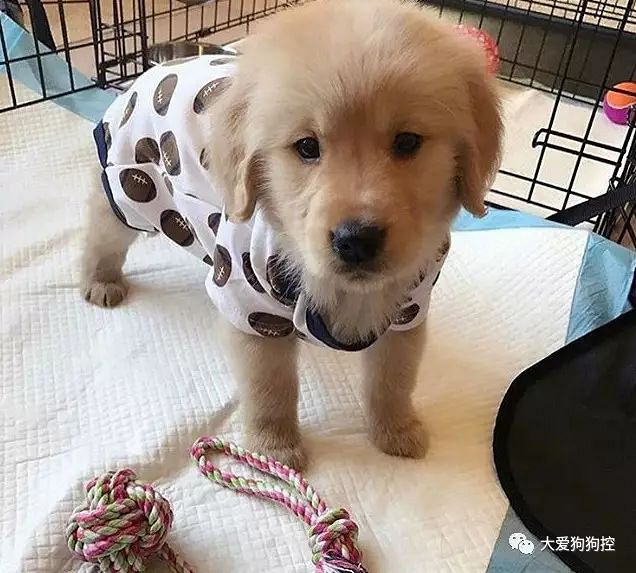 我能想到最幸福的事,就是和你一起养只小狗狗