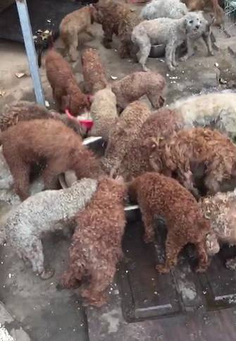 被运往屠宰场的泰迪们,悲惨的命运该如何安放?