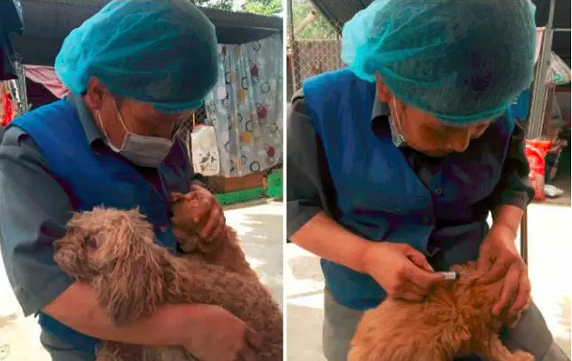 被运往屠宰场的泰迪们,悲惨的命运该如何安放?