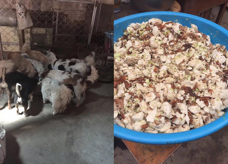 被运往屠宰场的泰迪们,悲惨的命运该如何安放?