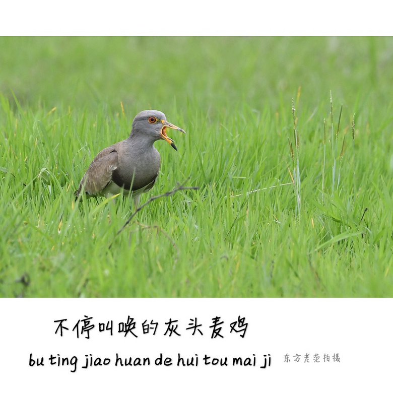 不停叫唤的灰头麦鸡(6)