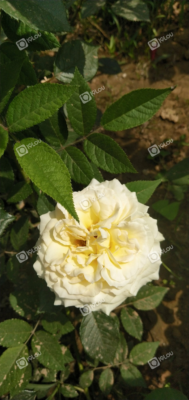 花香弥漫,我都不想去上班啦