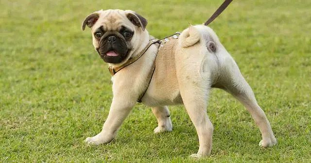 狗狗尾巴作用大,从这7件事看出来,你懂狗尾巴在表达什么吗?