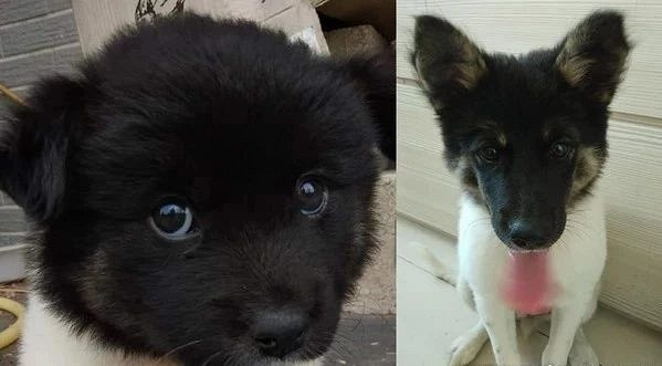 领养了那只超萌的黑头白身狗宝宝,可两个月后:我被骗了?