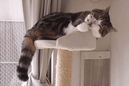 猫:宝宝生气了,要你跪猫砂才能好的那种