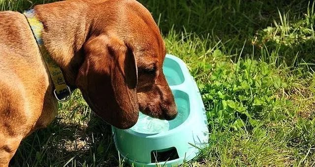 狗狗狂喝海水,回家拉得一地是水,狗去海边还要