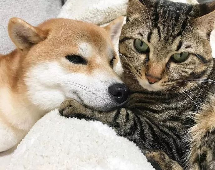 软萌柴和傲娇咪,这对小可爱的日常齁skr人