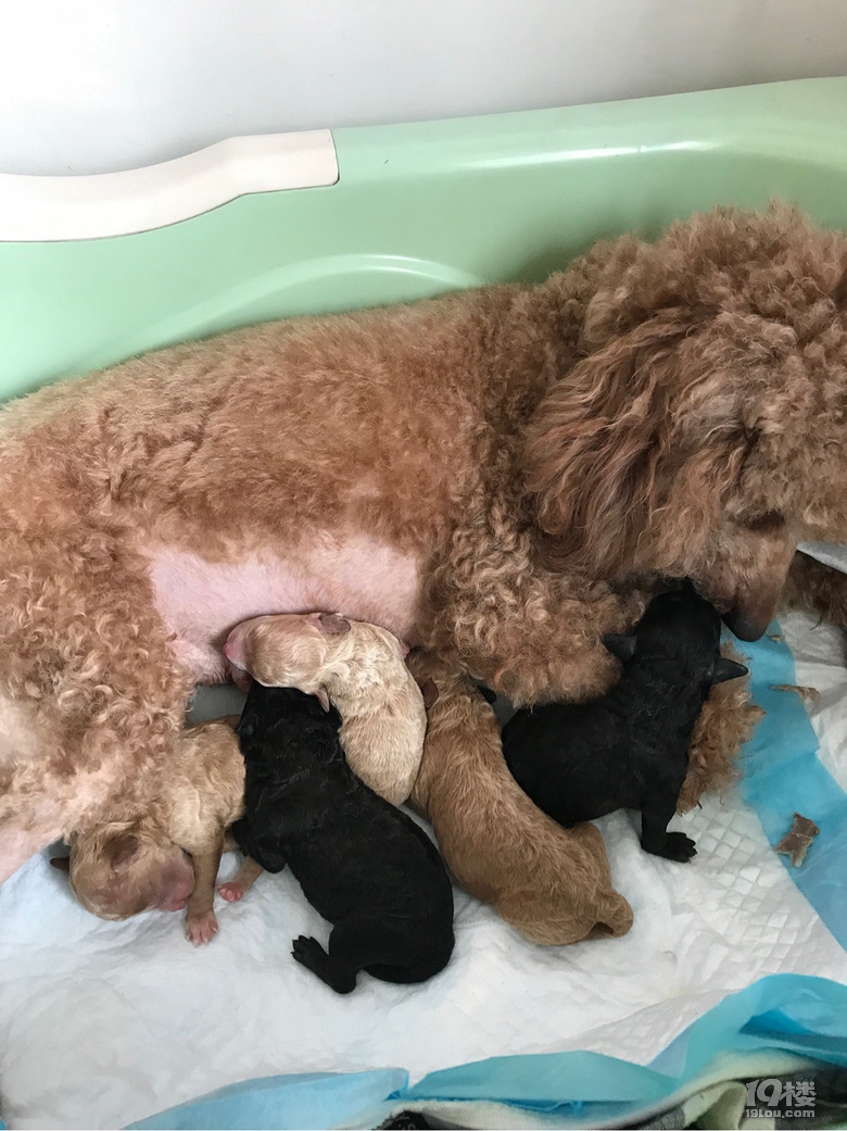 自己家养的贵宾狗生了五只小狗宝宝