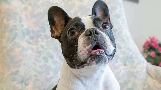 短鼻犬种看着可爱,但这颜值是用健康换来的,5种短鼻犬常见问题-撸狗-