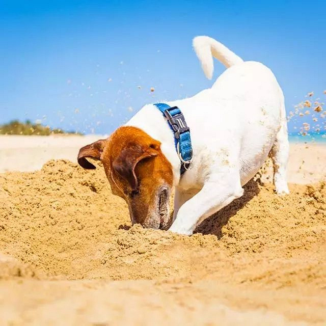 难道地上有宝藏,不然狗狗为什么,一个劲儿在刨