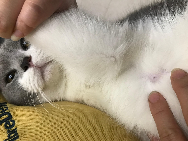 公猫居然也长乳头?竟然还能喂奶!