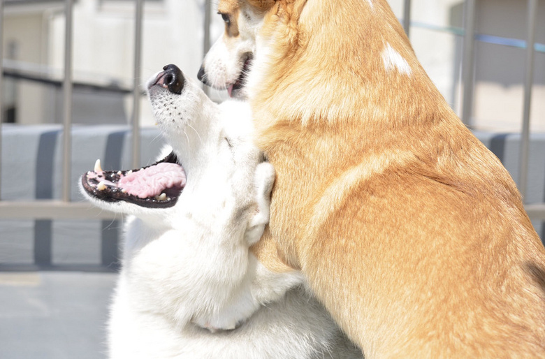 担心二哈寂寞,就养了只柯基陪它,结果.很是心疼小短腿!