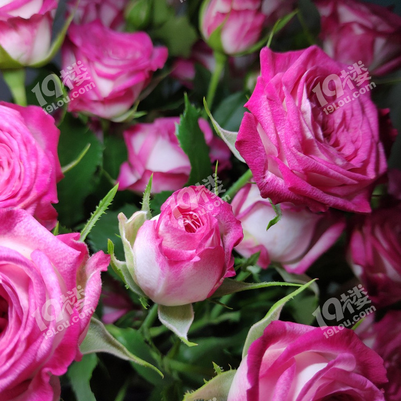 闺蜜说这花是送妈妈的,然而这花是男朋友送