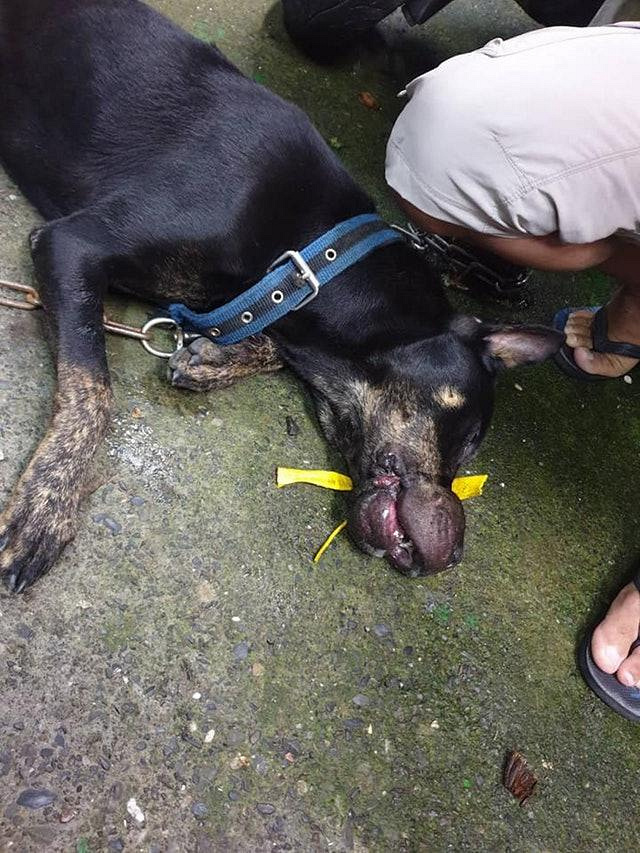 狗狗偷偷出门散步,却莫名被人用胶带绑住嘴巴,肿得像个梨