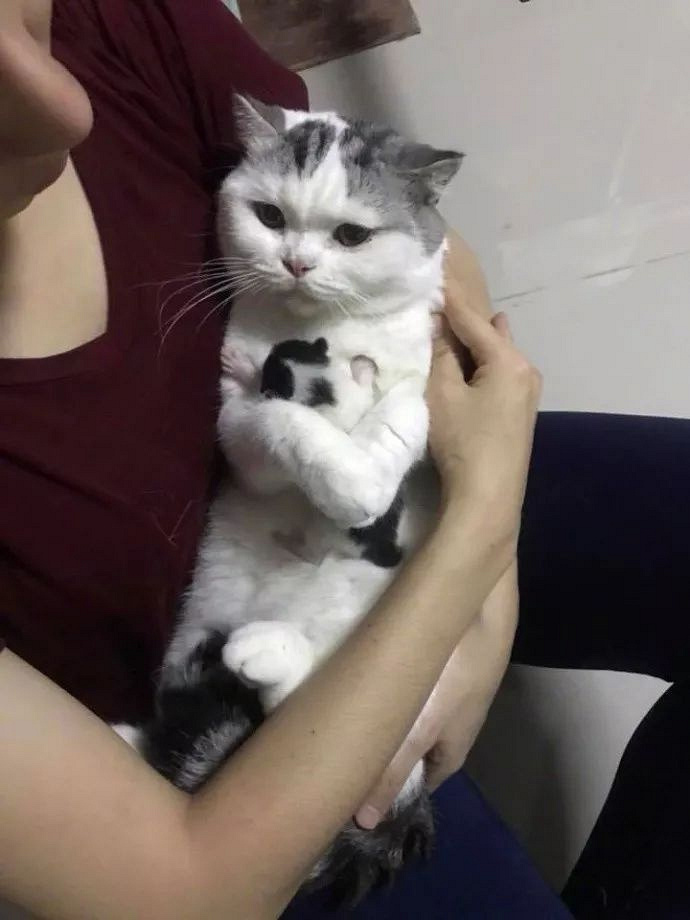 猫咪母爱泛滥霸占别人的小奶猫不松手,被强行抱走娃后表情亮了!