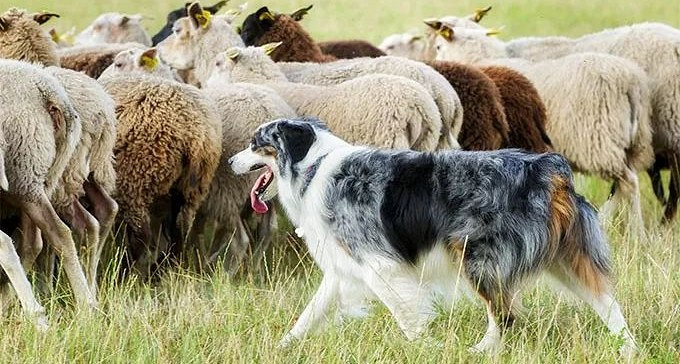 牧羊犬会放羊,但可能不是好的宠物狗,养这种狗要做好这3点