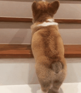 上百只柯基参加赛跑比赛,可这真的不是表情包大赛吗?