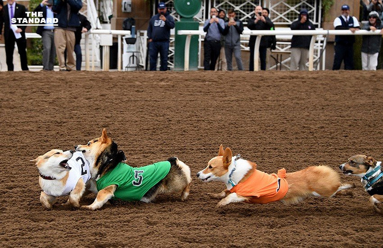 上百只柯基参加赛跑比赛,可这真的不是表情包大赛吗?