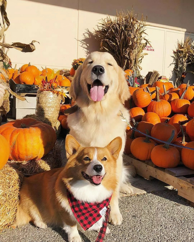 柯基当姐姐带大金毛弟弟.这对反差萌cp真的超级甜!