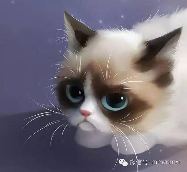 可爱的猫咪精灵