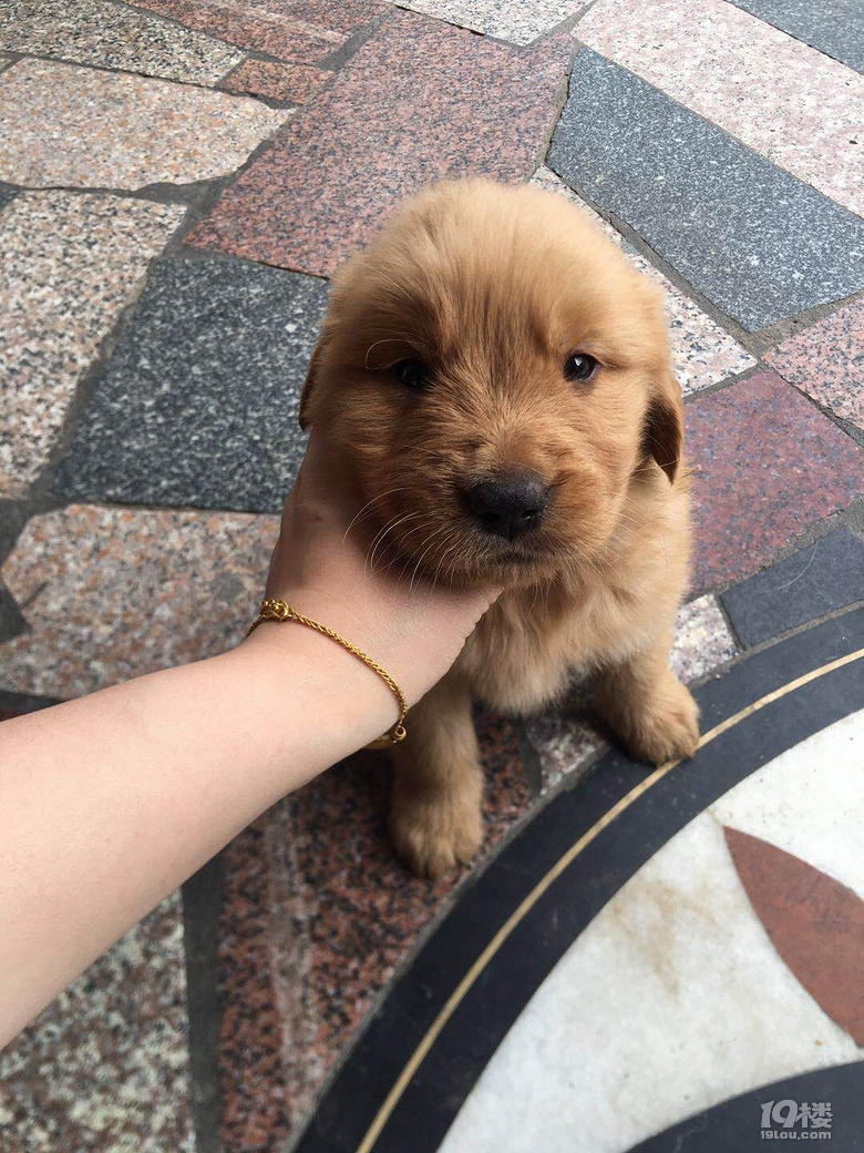 一个半月小金毛求领养