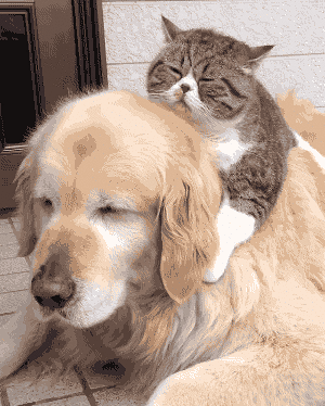 这狗被猫欺负的,反正我是不忍心看下去了!