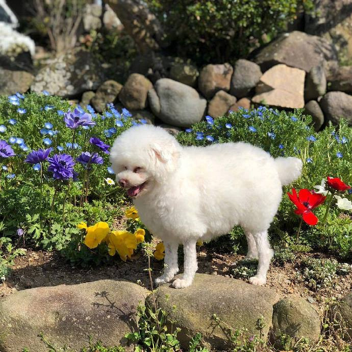 到底是羊还是狗啊?最近流行的"贵宾咩咩装",你家狗子剪了么?