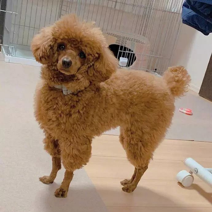 到底是羊还是狗啊?最近流行的"贵宾咩咩装",你家狗子剪了么?