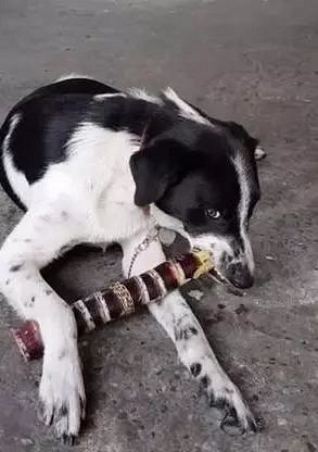 狗狗磨牙期看上了擀面棍,被咬烂后,主人给它换