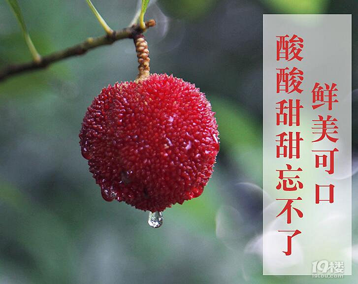 夏天到了，望梅止渴