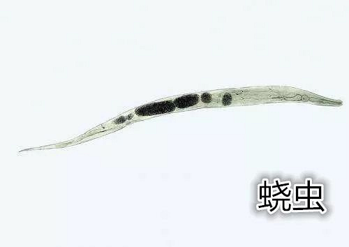 儿童通过直接接触附在玩具,污染物及衣被上的蛲虫卵,将