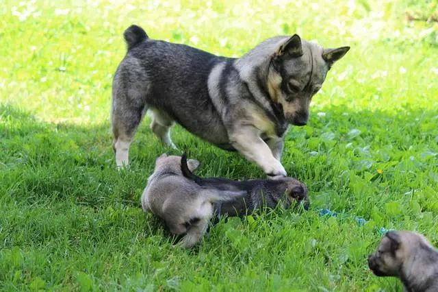 柯基狼犬,长着狼的样子却是小短腿,大概是最可爱的狼狗