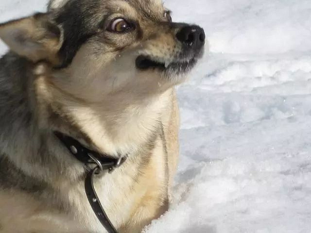 柯基狼犬,长着狼的样子却是小短腿,大概是最可爱的狼狗