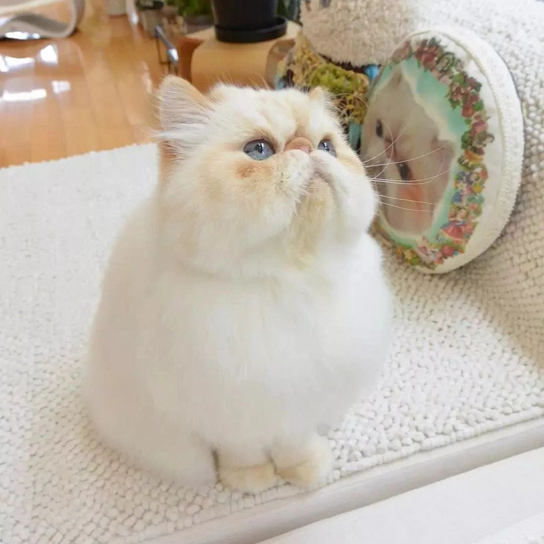 为了证明自己一点也不胖,球型身材的猫放出最后大招!